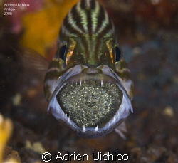 Tiger cardinalfish with eggs in the mouth by Adrien Uichico 